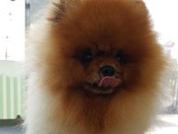 20170328 103653  Pomeranian