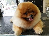 20170328 142820  Pomeranian