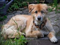 IMGP2806 DxO  Unser Hund Pina