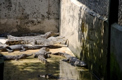 Crocodiles